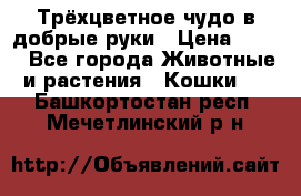 Трёхцветное чудо в добрые руки › Цена ­ 100 - Все города Животные и растения » Кошки   . Башкортостан респ.,Мечетлинский р-н